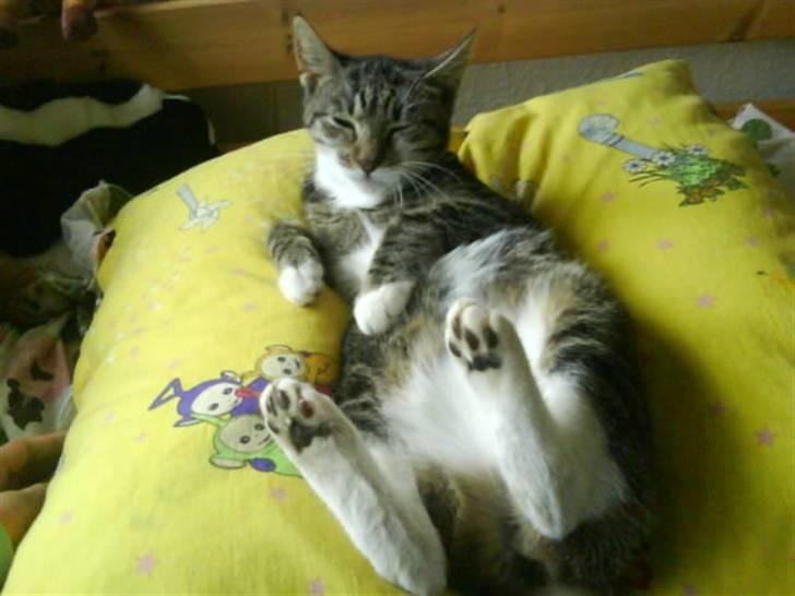 Huskat Grålle<3  billede 1