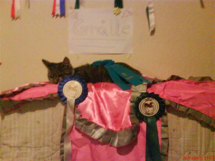 Huskat Grålle<3  billede 2