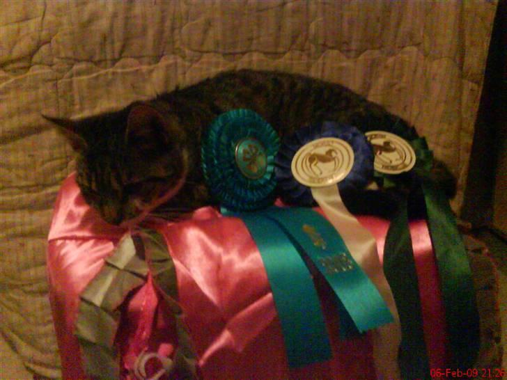 Huskat Grålle<3  billede 3