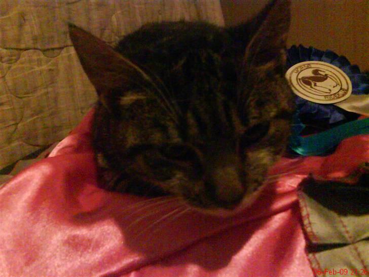 Huskat Grålle<3  billede 6