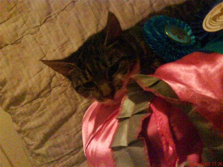 Huskat Grålle<3  billede 8