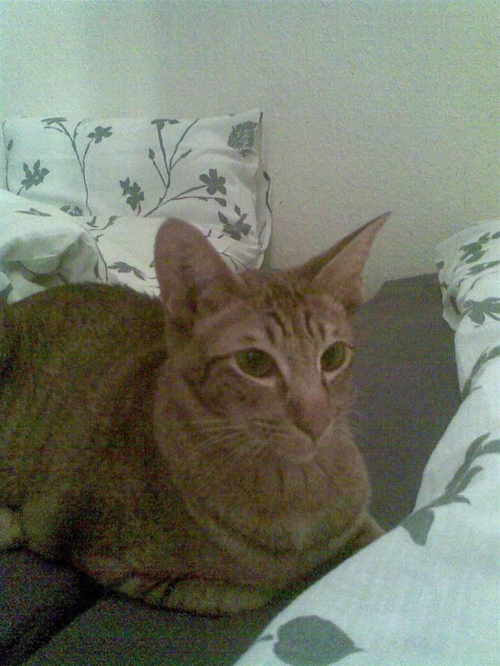 Orientaler Prada billede 2