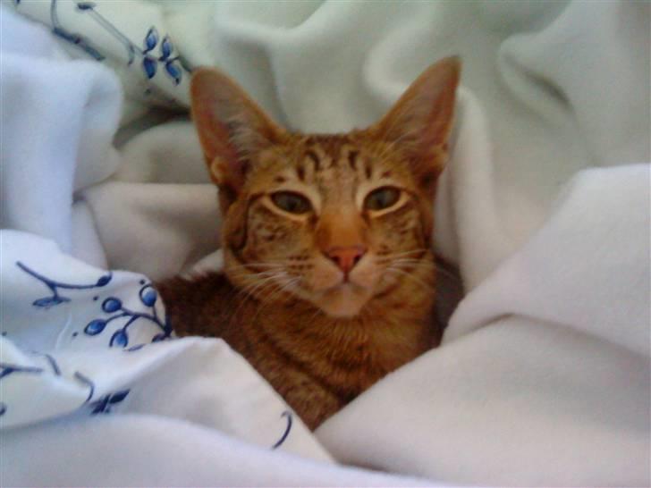 Orientaler Prada billede 3