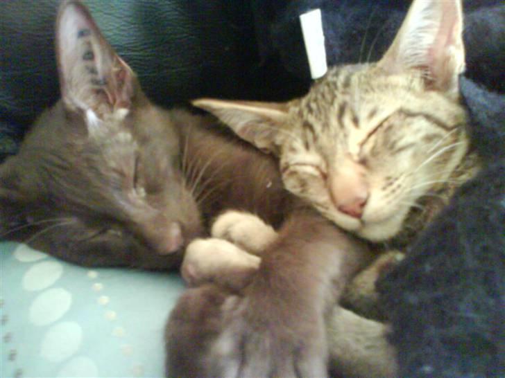 Orientaler Prada billede 4