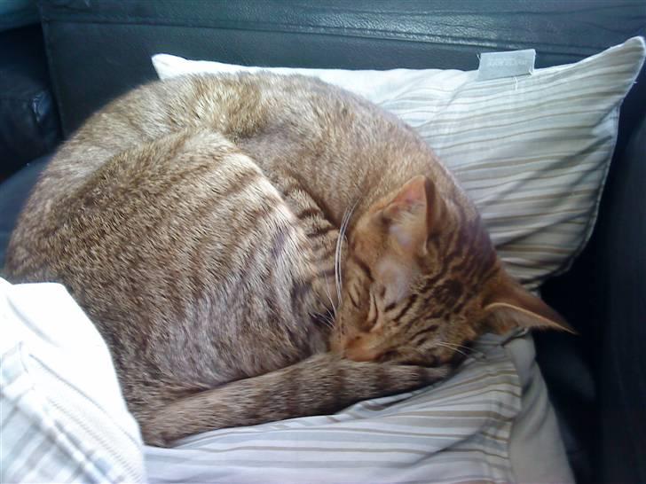 Orientaler Prada billede 5