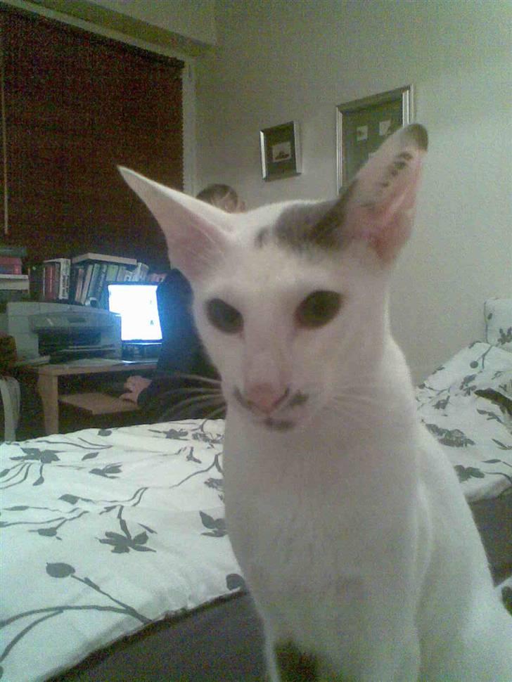 Orientaler Bart Simpson billede 2