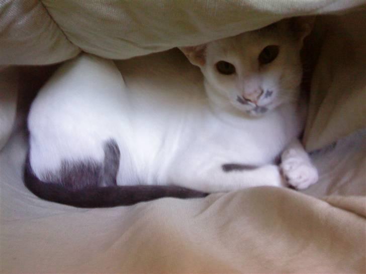 Orientaler Bart Simpson billede 3