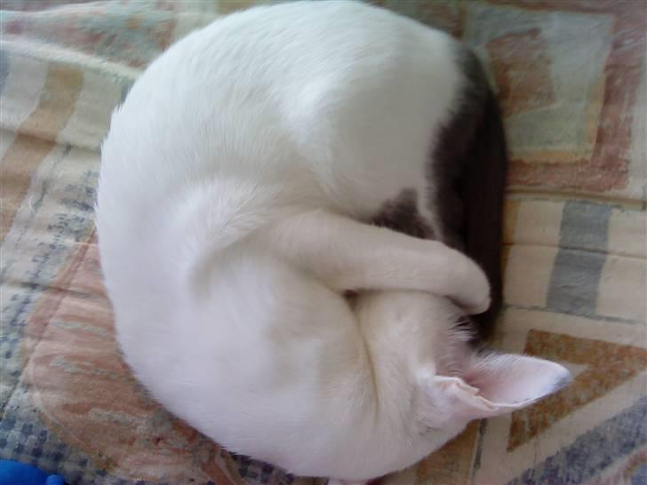 Orientaler Bart Simpson billede 4