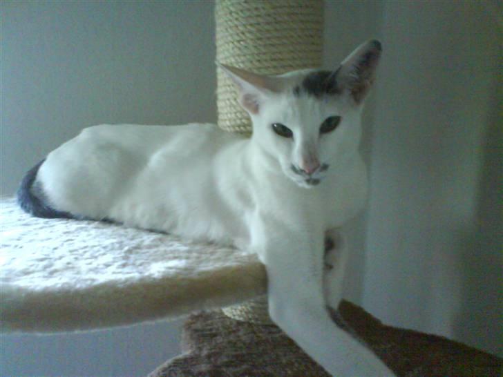 Orientaler Bart Simpson billede 5