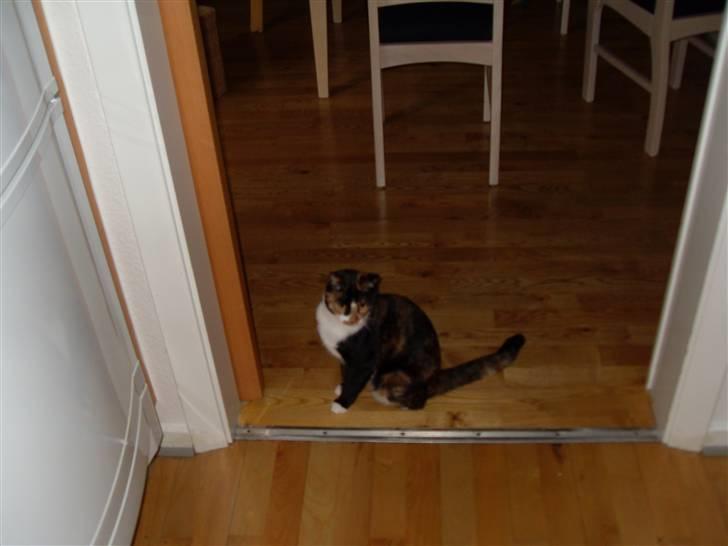 Huskat Tulle billede 6