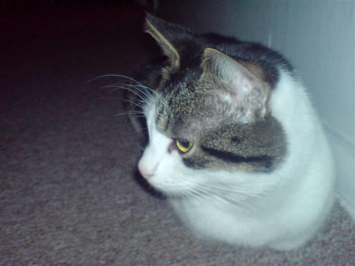 Huskat Oscar. • R.I.P •  - Velkommen Til Min profil :) billede 1