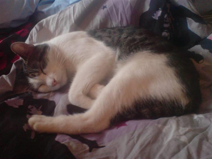 Huskat Oscar. • R.I.P •  billede 2