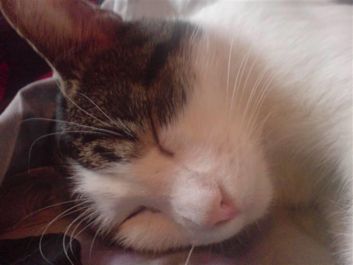 Huskat Oscar. • R.I.P •  billede 3