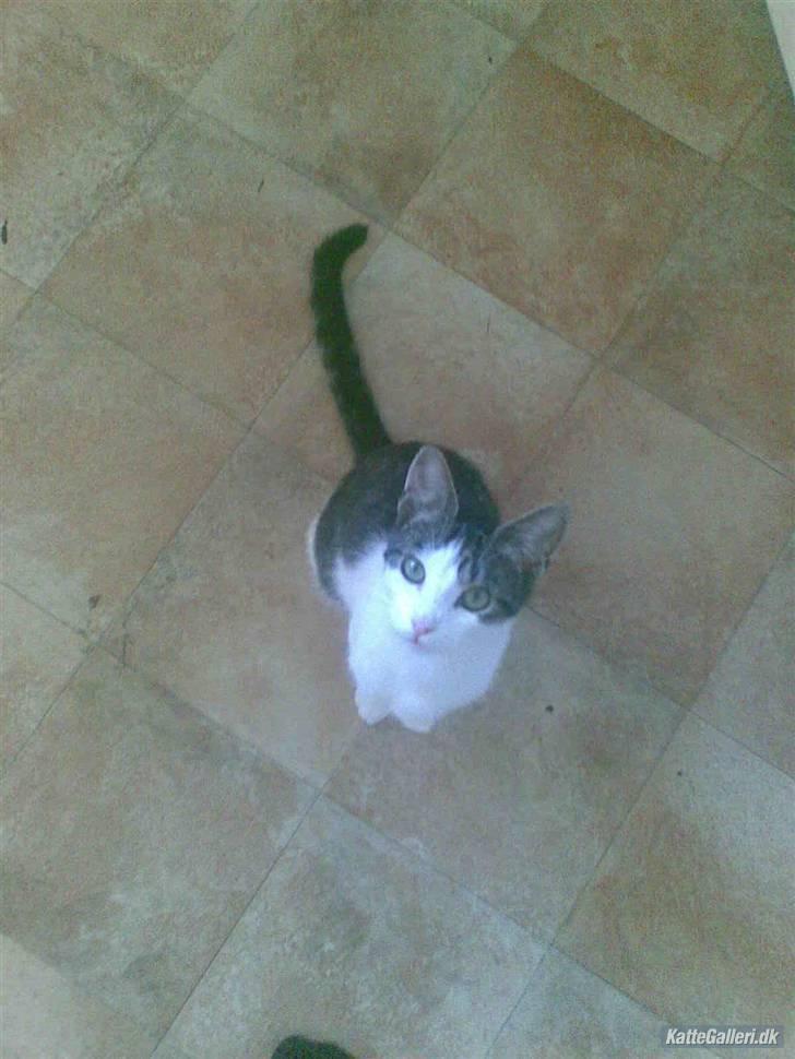 Huskat Oscar. • R.I.P •  billede 4