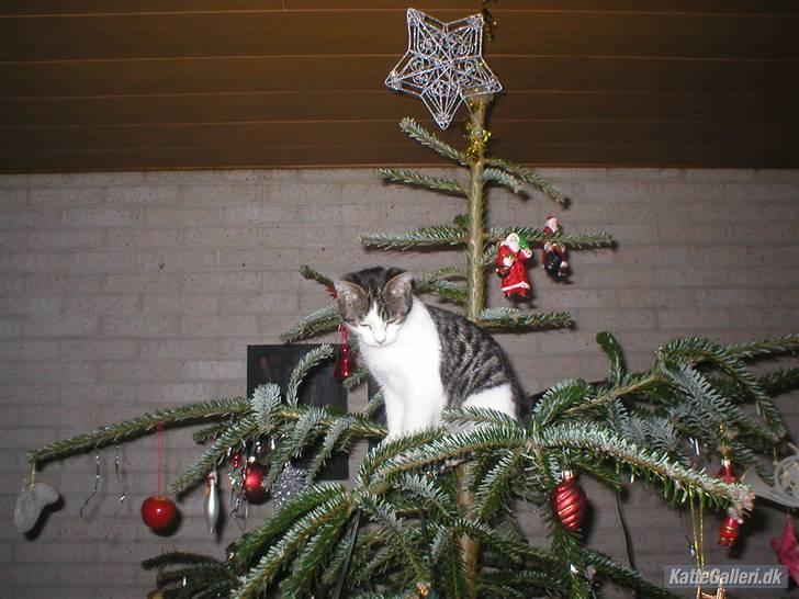 Huskat Oscar. • R.I.P •  billede 5