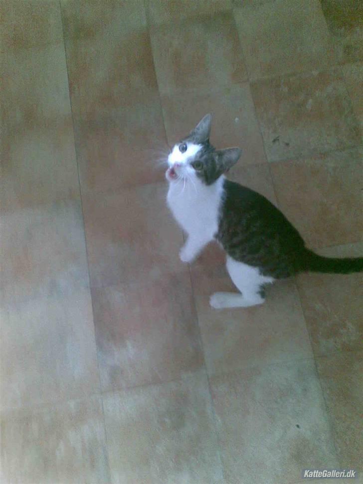 Huskat Oscar. • R.I.P •  billede 6