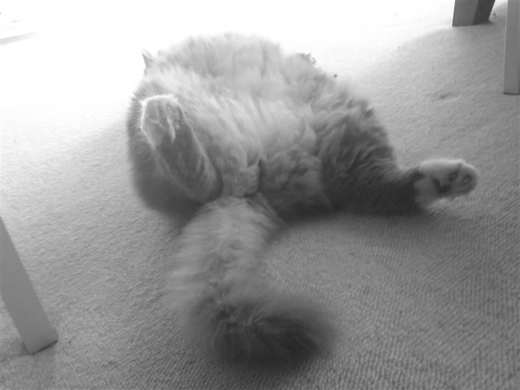 Norsk Skovkat Lambert. billede 1