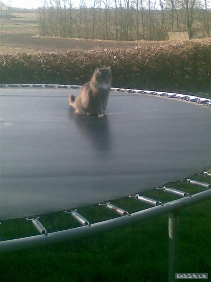 Norsk Skovkat Lambert. billede 2