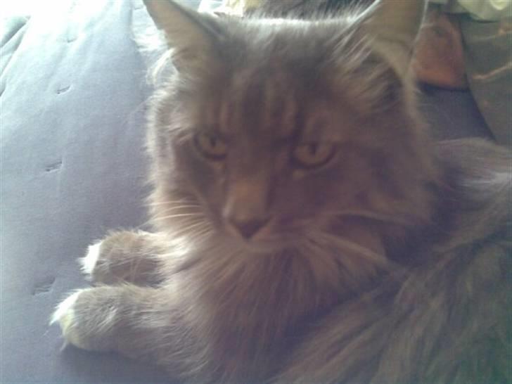 Norsk Skovkat Lambert. billede 3