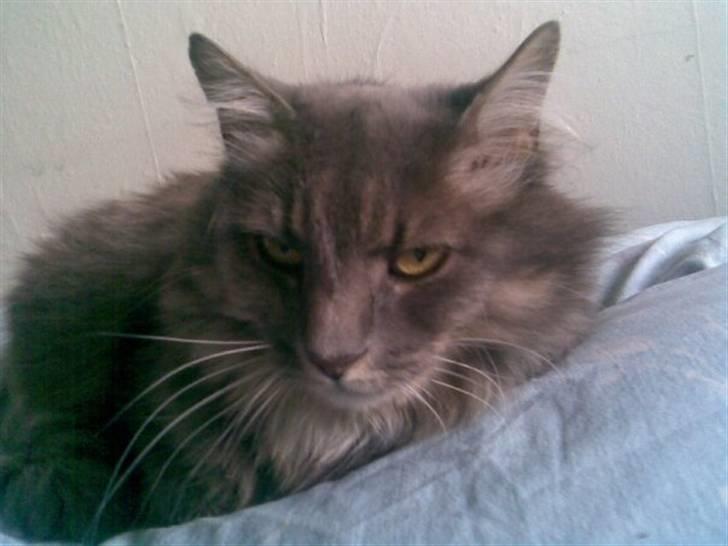 Norsk Skovkat Lambert. billede 4