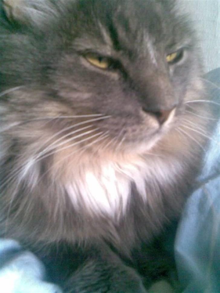 Norsk Skovkat Lambert. billede 5