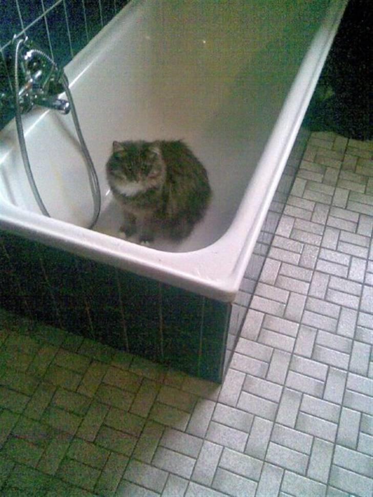 Norsk Skovkat Lambert. billede 6