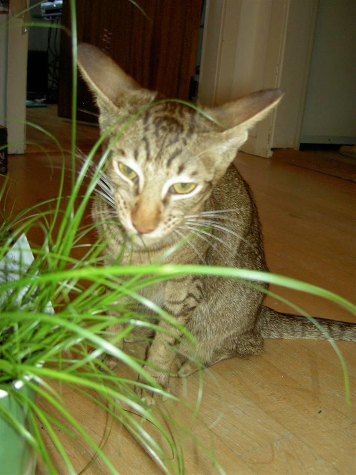 Orientaler Prada billede 6