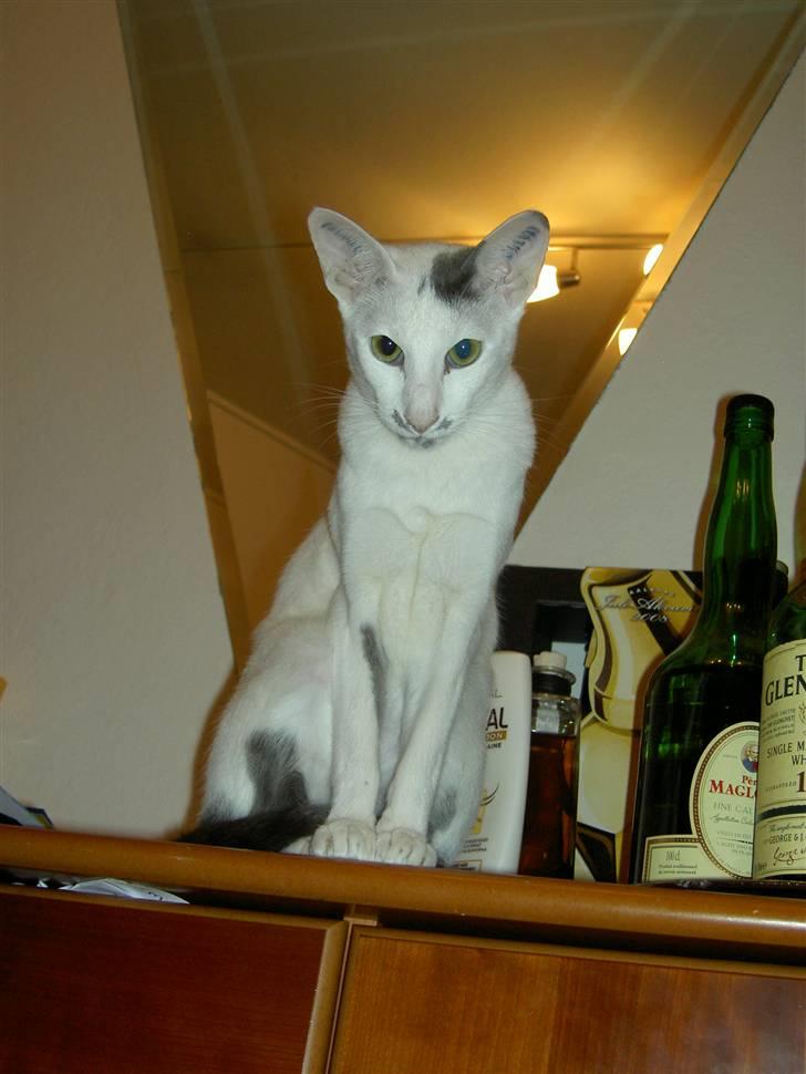 Orientaler Bart Simpson billede 6