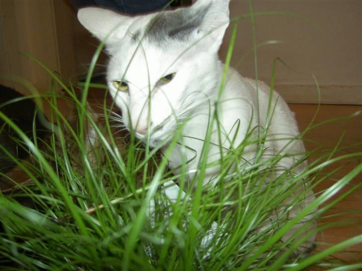 Orientaler Bart Simpson billede 7