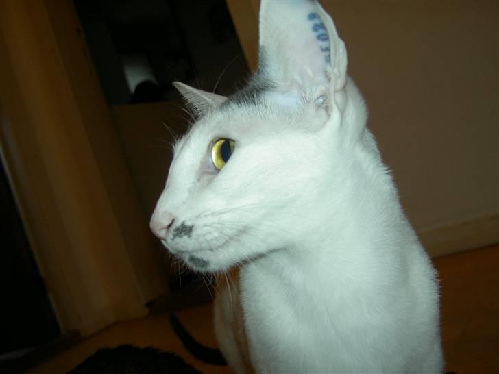 Orientaler Bart Simpson billede 8