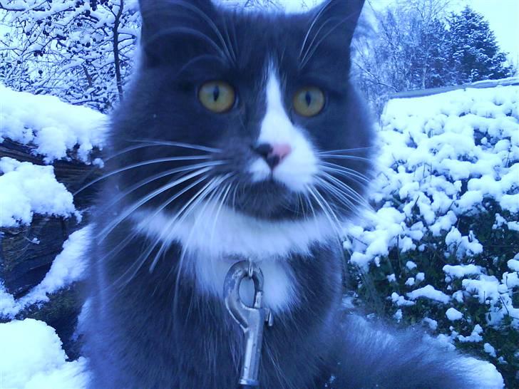 Maine Coon Fået nyt hjem </3 - Her er jeg Dronning! billede 1