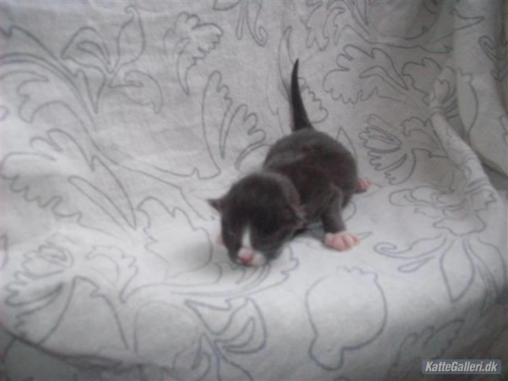 Maine Coon Fået nyt hjem </3 - :-* billede 2