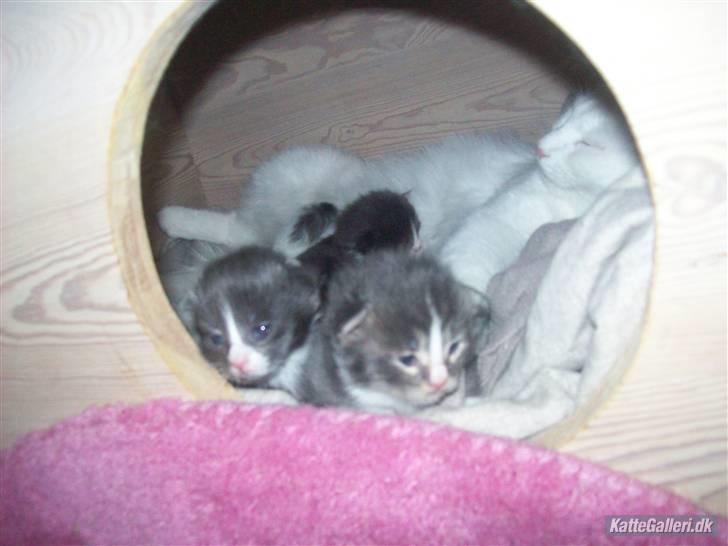 Maine Coon Fået nyt hjem </3 - Hele familien samlet, min SMUKKE mor og søskende <3 billede 3