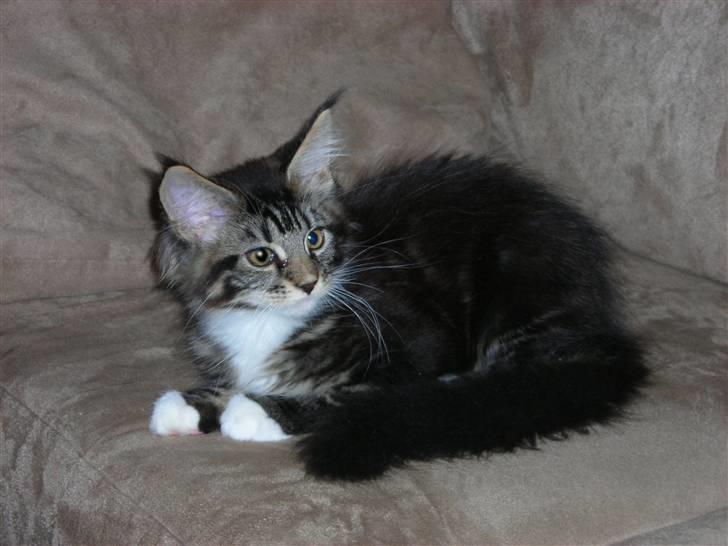 Maine Coon Loke - lille mis i sofaen billede 2