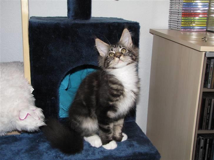 Maine Coon Loke - Sidder da lidt og ser fin ud... billede 3