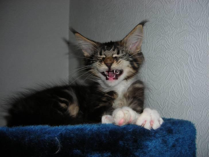 Maine Coon Loke - Træt lille mis er hvad jeg er. billede 4