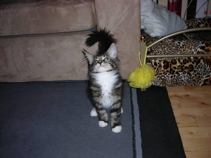 Maine Coon Loke billede 6