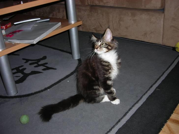 Maine Coon Loke billede 7