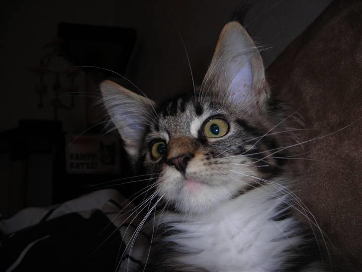 Maine Coon Loke billede 8