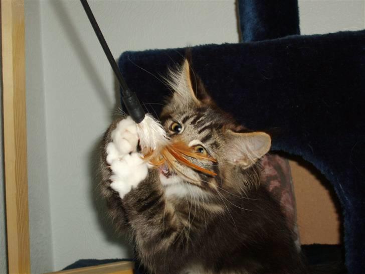 Maine Coon Loke - den dumme fjer skal bare havde en ordnelig omgang billede 11