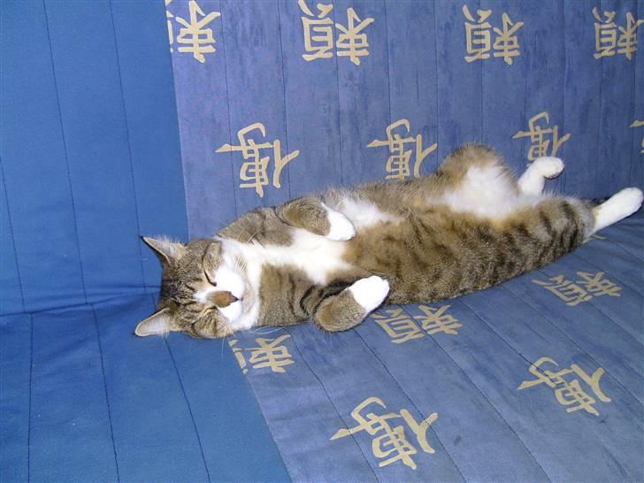 Blanding af racer Charlie billede 4