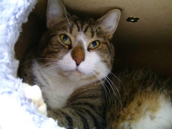 Blanding af racer Charlie - puu nu er jeg træt  billede 6