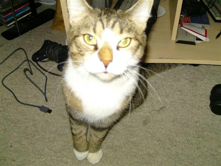 Blanding af racer Charlie - kameraet er stadig en underlig ting for ham billede 5