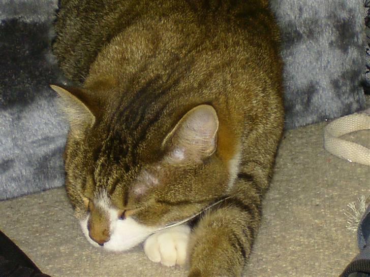 Blanding af racer Charlie - han ligger halvt ude af hulen.. Han starter som regel helt inde og ender med kun af have bagbenene derinde :) billede 7