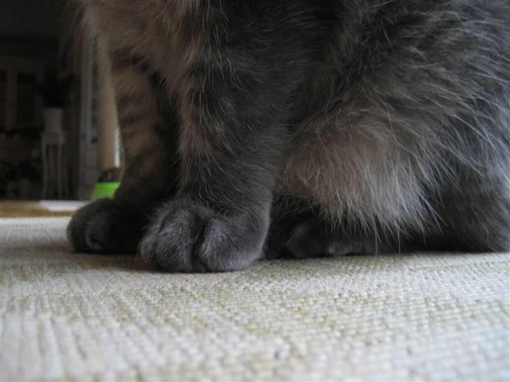 Blanding af racer spider billede 15