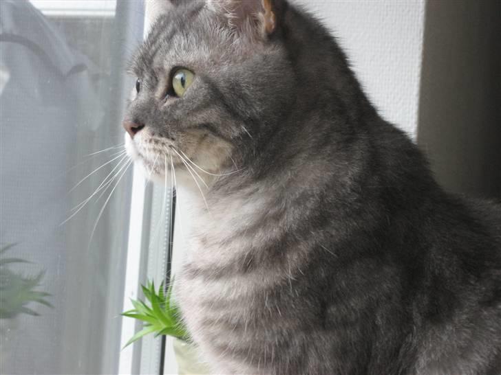 Blanding af racer spider billede 16