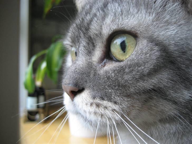 Blanding af racer spider billede 17