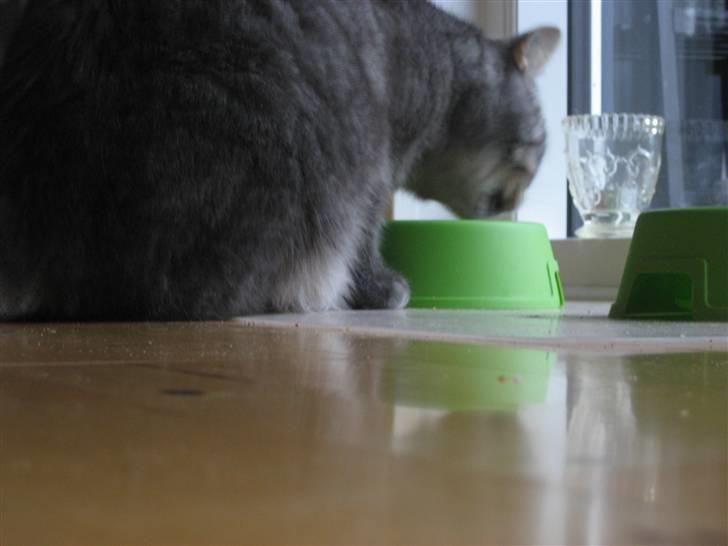 Blanding af racer spider billede 18