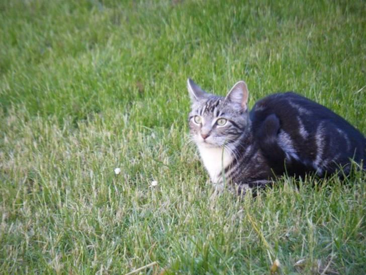 Blanding af racer Mille  oktober  - "jep... kattemodel kan jeg vel altid blive" billede 1