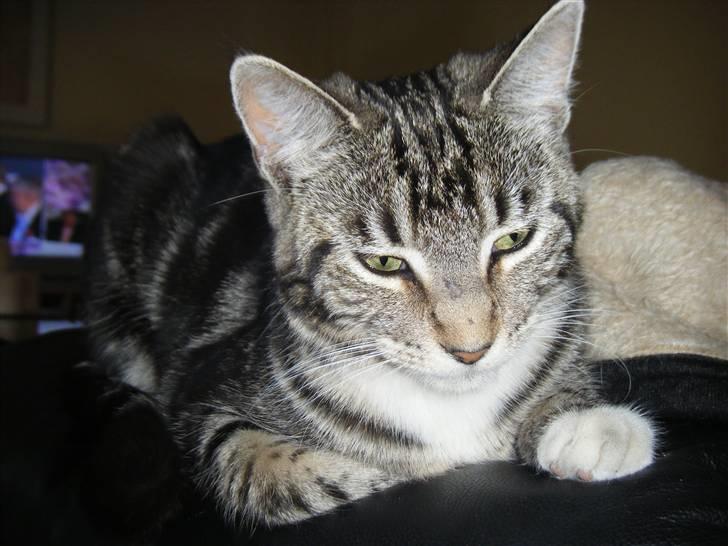 Blanding af racer Mille  oktober  - jeg hader blitz billede 3